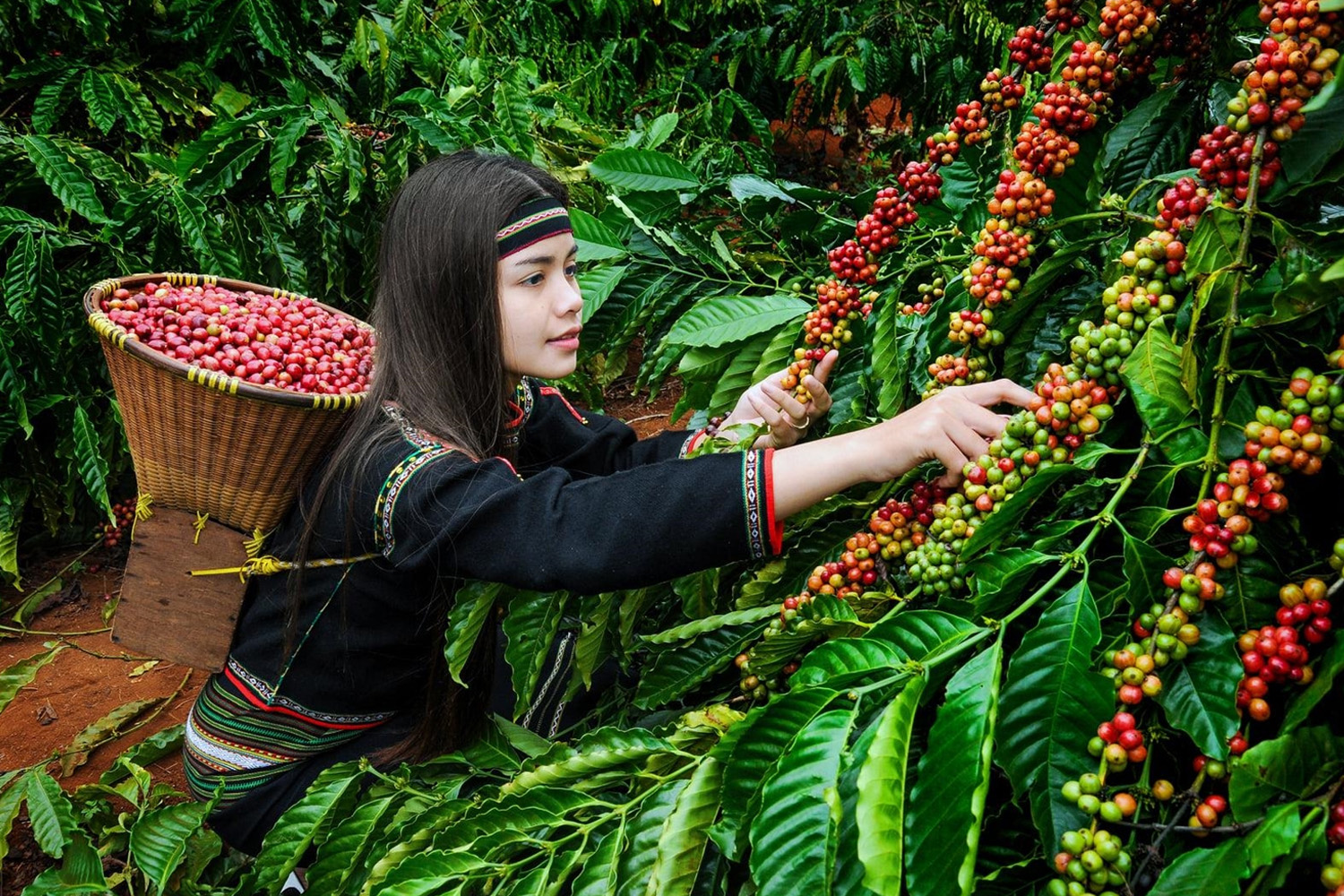Lễ hội cà phê Buôn Ma Thuột, mời du khách uống cà phê miễn phí trong 5 ngày